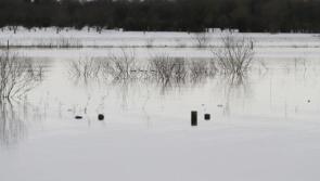 Minister finalising fodder support scheme for Shannon callows farmers