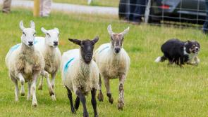 Fourteen breeds will compete for honours in the sheep classes at Tullamore Show