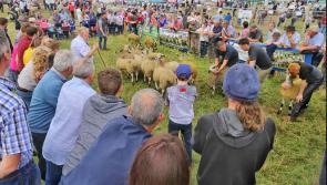 OPINION: Tullamore Show is a great coming together of country and town