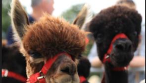 Competitive classes for Alpacas at Tullamore Show