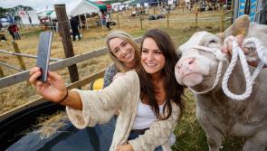 Whopping prize fund of €20,000 in Tullamore Show's Commercial Cattle Section