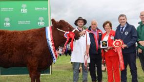 International flavour to Pedigree Cattle Section at Tullamore Show