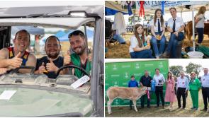 IN PICTURES: Big turnout as Tullamore Show returns after two year wait