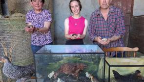 The eggstraordinary hens of a Banagher farmer