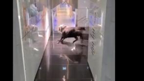 WATCH: Terrifying moment as escaped bull races through streets and into bank