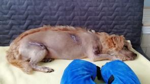 SHOCKING: Dog  rescued after being dragged behind car and badly injured in Offaly