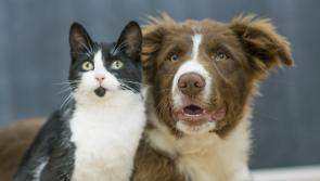Government urged to lift 'blanket ban' on pets in rented accommodation