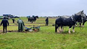 Despite rain Offaly people throng to third day of ploughing