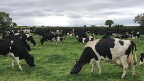 Offaly dairy farmer revenue set to exceed €25 million this year