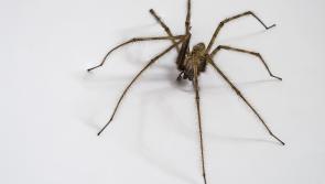  Top tips to keep spiders out of your home as they look to head inside for the winter!