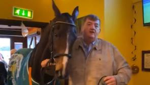 WATCH: A horse walks into a bar in Ireland and enjoys a pint of Guinness