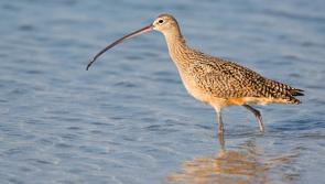 OPINION (AN COLÚN): Iconic Shannon Callows bird only given five to ten years until extinction