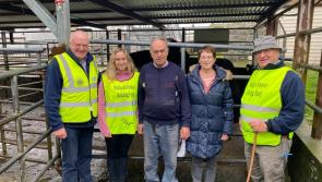 Hooves4Hospice fundraiser benefits from the sale of several cattle