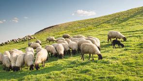 Harsh penalties sought for any owner of a dog which destroys farm animals