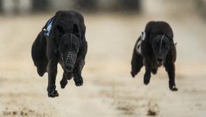 Gone to the dogs: Great week for Offaly greyhounds