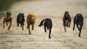 Gone to the dogs: Six Offaly winners on week curtailed by the weather