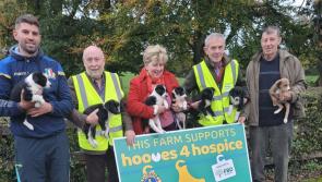 Sale of Offaly pups raises funds for new Midlands regional hospice