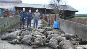 Sheep kill “like something out of a horror film”