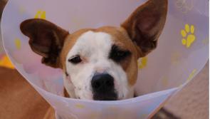 Roscrea SPCA half price neutering available
