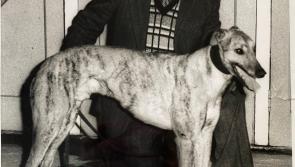“One of the legends and true gentlemen of Irish greyhound sport” remembered
