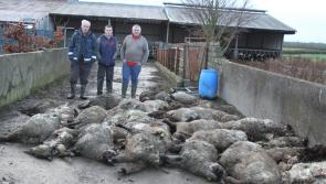 Tipperary councillors call for ban on dangerous dog breeds following attacks