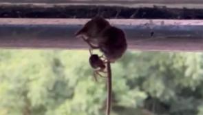 TERRIFYING: Irish scientists publish first record of a noble false widow spider feeding on a pygmy shrew