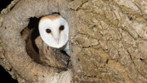 Barn Owl population increasing in Offaly