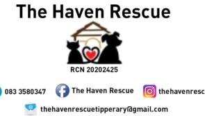 Offaly people invited to attend Puppy Adoption Day this Easter