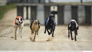 Gone to the dogs: Eight Offaly winners