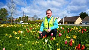 Ambitious targets in Offaly Tidy Towns' group action plan