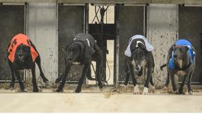 Gone to the dogs: Twelve Offaly winners