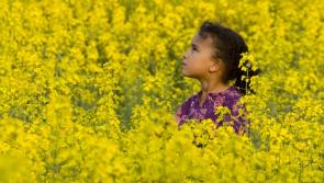 GUIDE: How to prepare for Ireland’s high-level pollen count
