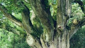 OPINION (AN COLÚN): Native Americans to lend expertise to Aughty Forest project