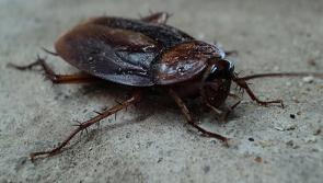 'Heavy cockroach activity': Several food businesses served with enforcement orders 