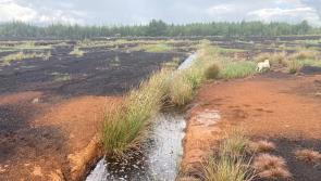 Deposits of bog iron ore discovered on Offaly bog