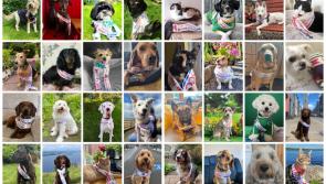 IN PICTURES: Meet all the absolutely adorable contestants chasing the 2023 Nose of Tralee crown