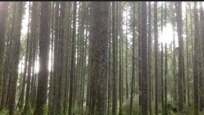 Explore the forestry and energy section at Tullamore Show this Sunday