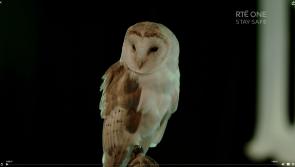 Landing: RTÉ teases return of the owl ahead of new season 