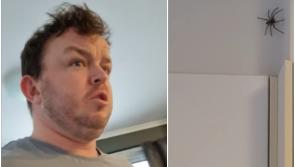 WATCH: Offaly man in Australia's hilarious reaction to 'jaysus huge spider' in kitchen