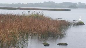 OPINION (AN COLÚN): The pros and cons of the common reed on Lough Derg