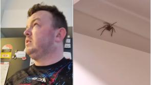 WATCH: 'Ah lads' - Offaly's Digger Dad has hilarious second run-in with huge spider 