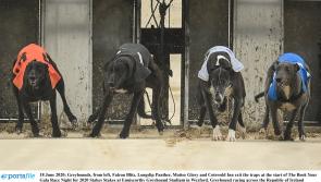 Gone to the dogs: Only two Offaly winners