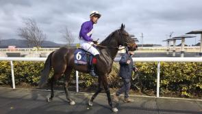 Offaly horse romps home at staggering price to win in Dundalk