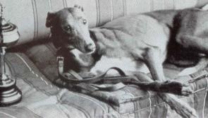 THE BIG READ: Mick the Miller, a true sporting legend from Offaly