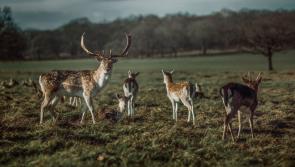 Midland counties are “vomiting deer” says Lower Ormond councillor