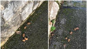 Dog poo 'out of control' on one Offaly road with locals urged to report offenders