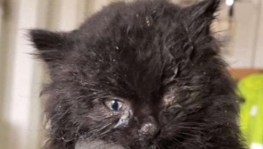'For pity's sake neuter your cats' - Severely malnourished kitten rescued from Offaly dump