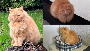 Elderly cat missing from its home in the Midlands for nine years is finally home