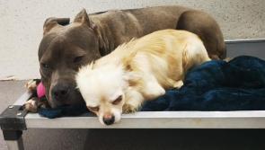 Two dogs abandoned in Limerick apartment after tenant moves out