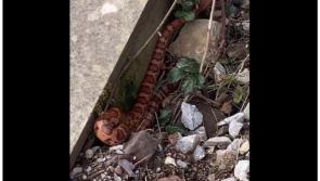 'Pretty little lad' - Staff shocked as snake on the loose at one of Ireland's busiest train stations